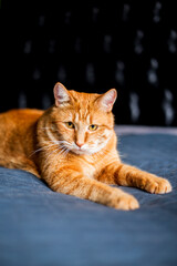Ginger fat cat laying on the sofa. Close up photo of red cat on the couch. Domestic animals. Life with pets in apartment.