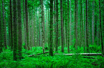 Green energy in the Hoh rainforest, lush green trees and ferns - 622998383