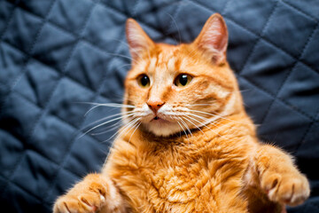 Adorable ginger kitten purebred straight lying on its back, top view, on a black background. Flat Lay fat cat well-eat and relax on bed at home.