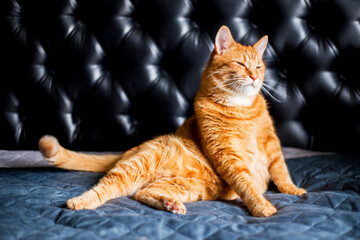 A Beautiful Domestic Orange Striped cat. Animal portrait against Black background.