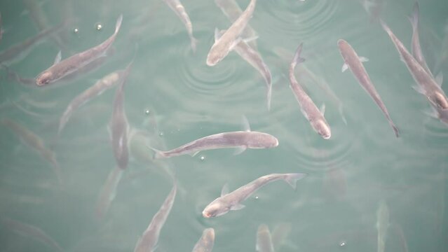 Flock of mullet fish on the surface of the water swallow the air. 4K. Slow motion