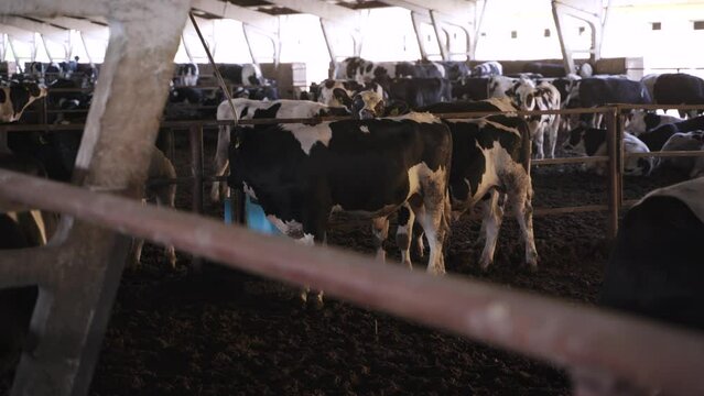 Big bulls on the farm