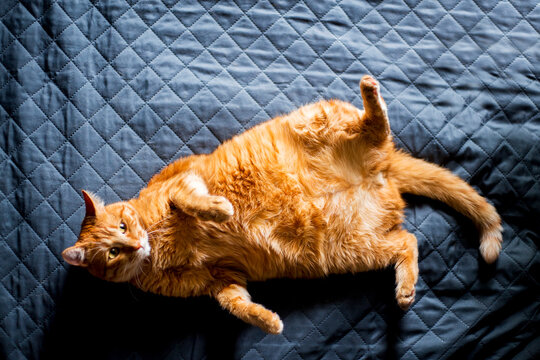 Adorable ginger kitten purebred straight lying on its back, top view, on a black background. Flat Lay fat cat well-eat and relax on bed at home.