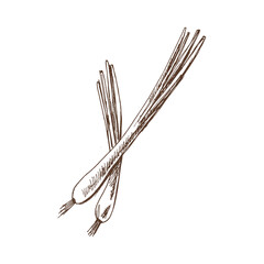 Organic food. Hand drawn vector sketch of spring onion. Doodle vintage illustration. Decorations for the menu of cafes and labels. Engraved immage.