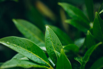 green leaves with dew drops