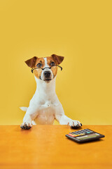 Portraite of Happy dog in eyeglasses accountant thinking and calculating with calculator. Top of...
