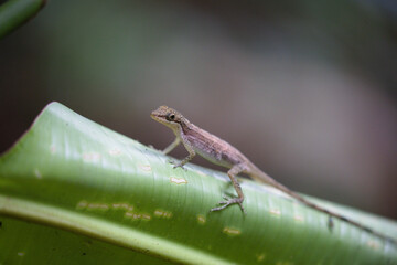 gecko 1