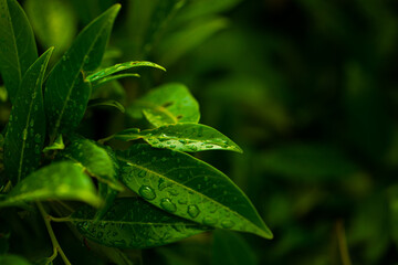 green leaf with water drops