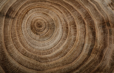 Stump of oak tree felled - section of the trunk with annual rings. Slice wood.