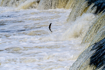 The Venta Rapid waterfall in May with fish jumping out of the water in Kuldiga in Latvia