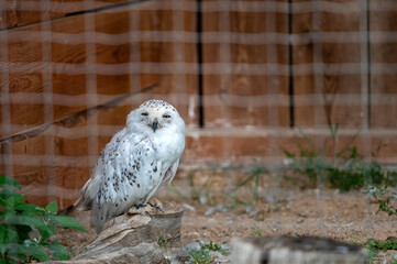 Closeup portrait of an white owl isolated on a background with copy space.