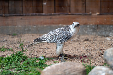 Tame hunting falcon on defocused background with copy space, closeup