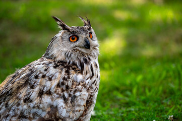 Closeup portrait of an owl isolated on a natural background with copy space.
