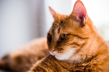 A cute ginger tabby cat laying on the windowsill , looking out and waiting for something. Fluffy pet looks and relax, hungry.