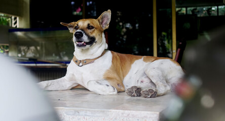 Dog sitting on table, Animal