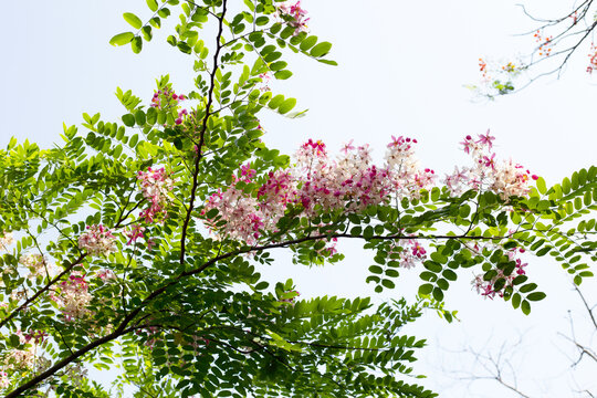 Cassia javanica flower, pink shower or apple blossom tree