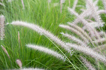 Fountain grass or pennisetum alopecuroides
