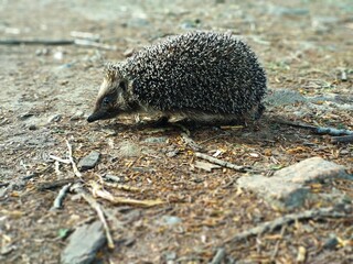 hedgehog on the ground © Lysenko