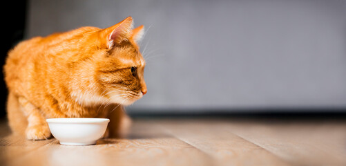 red fat ginger striped cat eating from bowl on wooden floor. Cute purebred kitten on kitchen with...