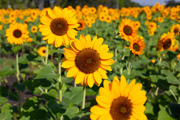 Obraz premium Sunflower field, Beautiful summer landscape.