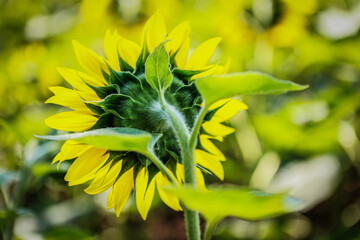 Sunflower field. Blooming sunflower. Summer, sun, July.