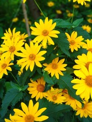 yellow flowers in the garden