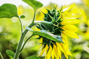 Sunflower field. Blooming sunflower. Summer, sun, July.