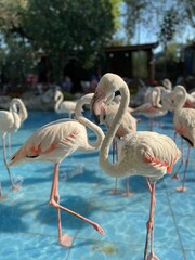 flamingos in the zoo