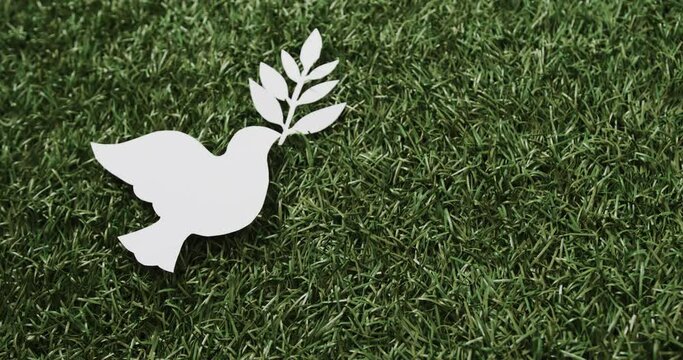 Close up of white white dove with leaf and copy space on grass background
