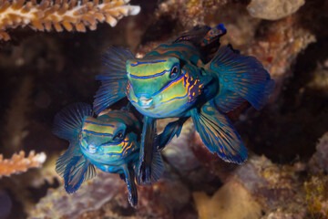 Colourful Mandarin Fish Pair