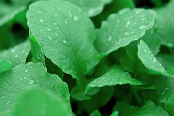 Green leaves background. Edible leaves with water dew drops growing in a soil. Perfect video suitable for seasonal use. Radish foliage. Healthy green food. Fresh salad. Vegetable backdrop. Veggies