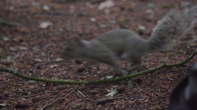 Grey squirrel jumping around making it&rsquo;s way to a hand to take food