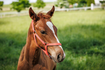 Foal of red horse on pasture. Portrait of young thoroughbred horse