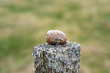 Burgundy snail (Helix pomatia) in a shell on top of an old wooden pole