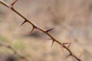 Sharp thorns on a branch of a bush