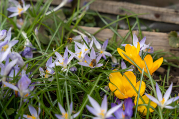 Honey bee on crocus flower in garden