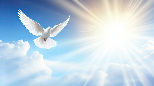 Spirit of god background banner panorama - White dove with wings wide open in the blue sky air with clouds and sunbeams
