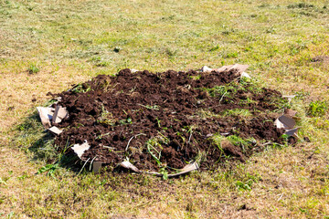 Preparation of a permaculture bed for growing hokkaido.