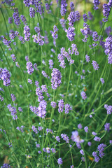 Blossoming violet Lavender flower. High quality photo