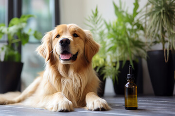 Pet dog taking CBD hemp oil from dropper for anxiety treatment. ai generative