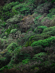 Fototapeta premium Green Trees covering the mountain closeup