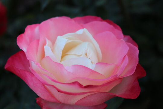 rosa Rosen
