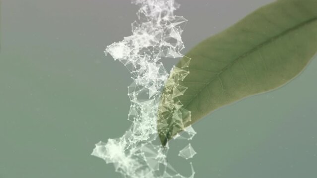 Animation of dna strand spinning over leaf