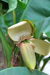 close up of a inflorescence flower from banana © TwilightArtPictures