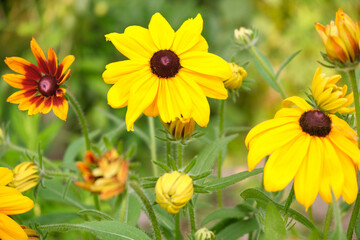 rudbeckus yellow, a flower bed in the garden in the evening