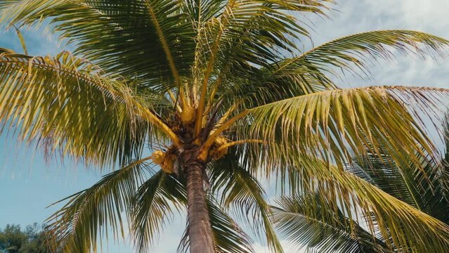 Beautiful cinematic view of palm tree with hanging coconuts against blue sky in tropical paradise. Palm tree plantation on island in tropics. Golden light on palm tree leaves. Fabulous exotic nature.