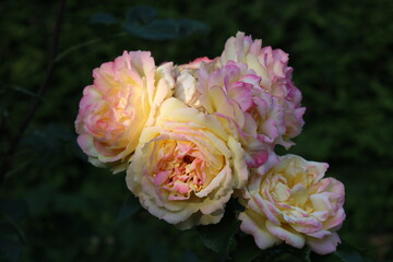 Gelbe Rosen mit rosa Spitzen