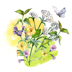 Bouquet of wild medicinal plant, herbs watercolor illustration isolated on white background. Achillea millefolium, nettle, pulmonaria, celanine flower hand drawn. Design for label, package, postcard © Ekaterina Lanbina