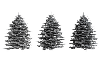 Spruce trees covered with snow and on a transparent background