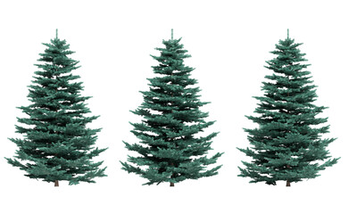 Spruce trees on a transparent background